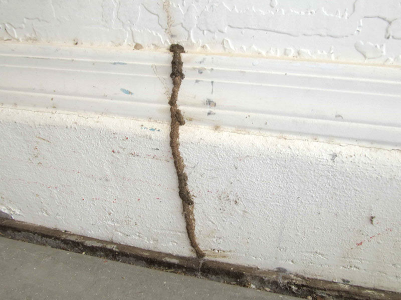 termite tube in New Jersey home