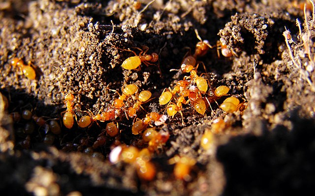 Ant exterminator in Ocean County, NJ