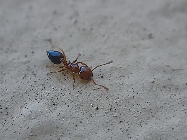Acrobat Ants New Jersey