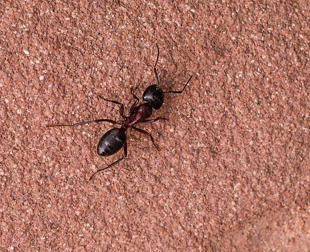 Carpenter Ant Control and Extermination in New Jersey