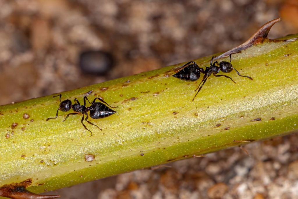 Cocktail ants in Ocean County, NJ