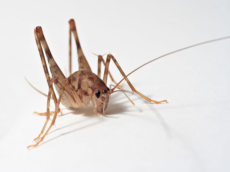 cave cricket exterminator ocean county nj