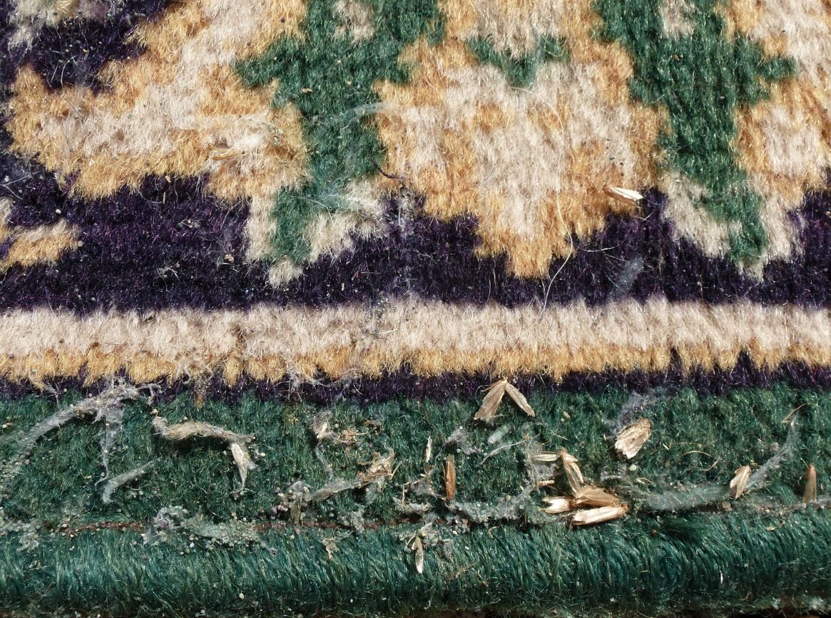 How To Get Rid Of Carpet Moths And When To Call A Pro