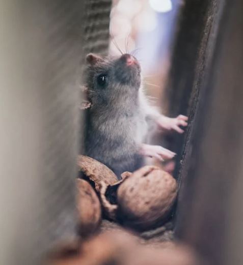 Mice Exterminators: Are They Worth It? How Professional Exterminators Quickly Eliminate Your Rodent Infestation and Save You Money