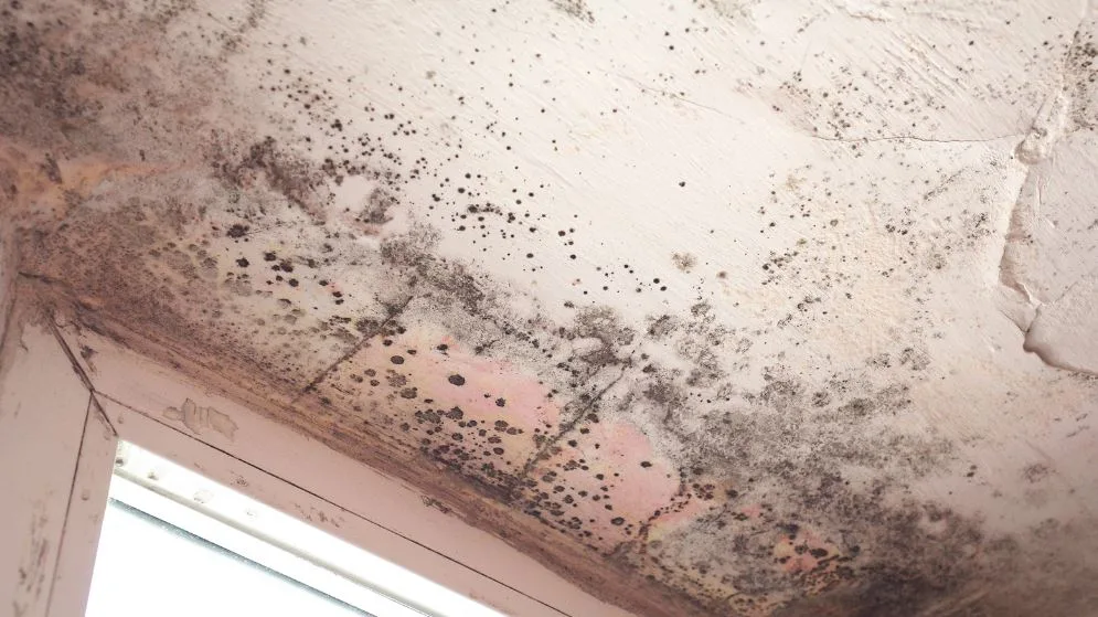 new jersey mold in your attic