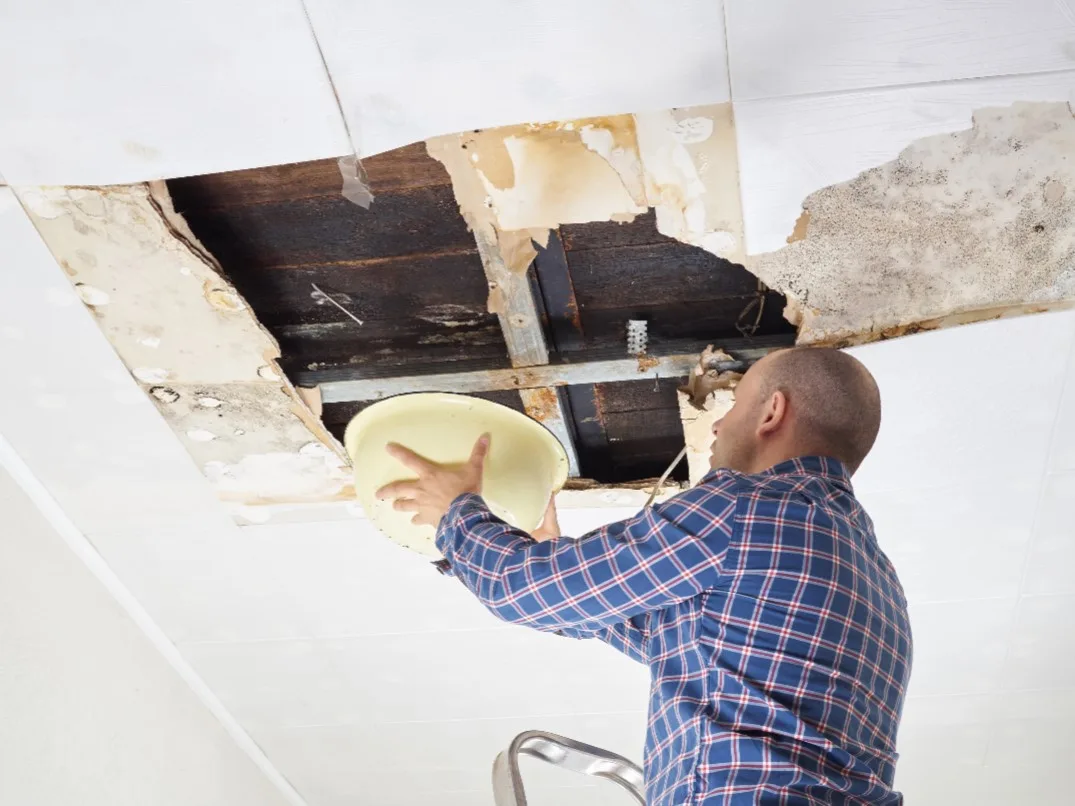 What Kind of Structural Damage Does Mold Cause?