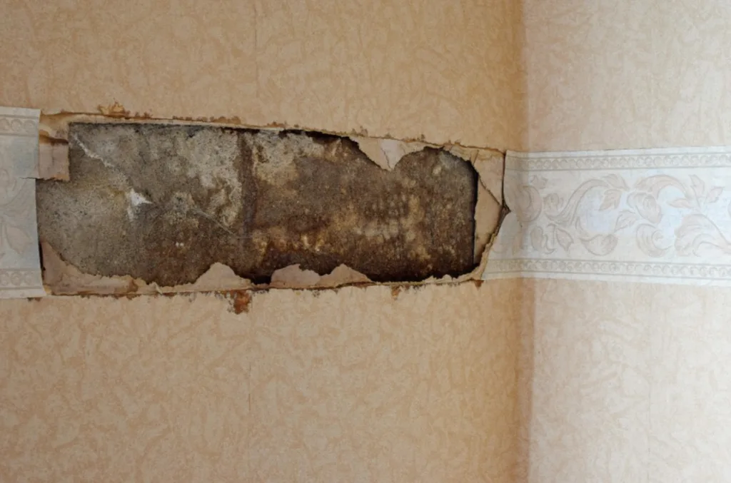 mold structural damage in new jersey