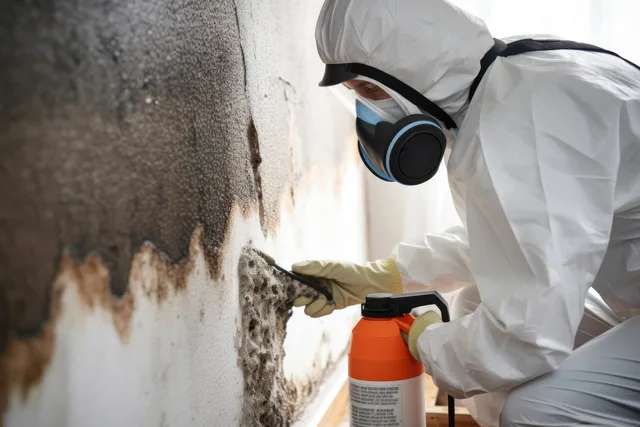 professional mold removal in forked river, new jersey